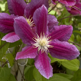 Clematis 'Hania' – Iszalag (liláspiros, fodros szélű virágú)