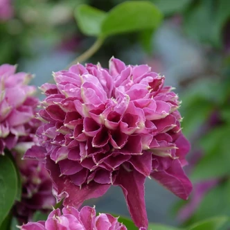 Clematis 'Hot Love' – Iszalag