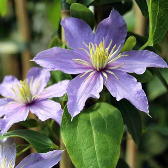 Clematis 'Justa' – Iszalag