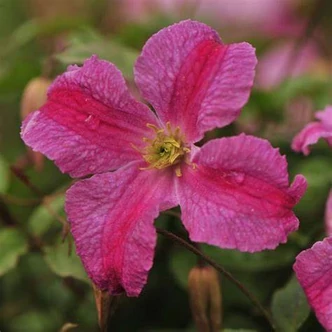 Clematis 'Krakowiak (Pink Mink)' – Iszalag