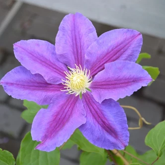 Clematis 'Lavender Beauty' – Iszalag