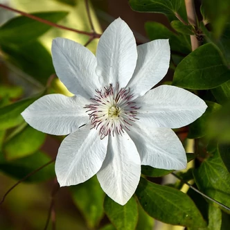 Clematis 'Matka Urszula Ledóchowska' – Iszalag