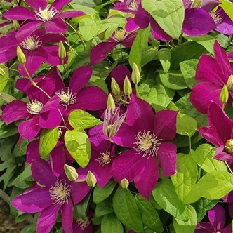 Clematis 'Monte Cassino' – Iszalag