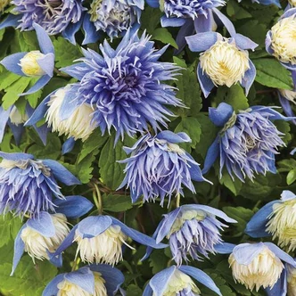 Clematis 'Ocean Pearl' – Iszalag Clematis 'Ocean Pearl' – Iszalag