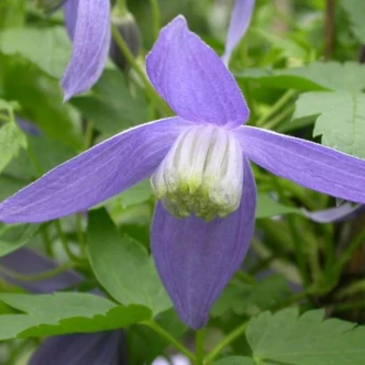 Clematis 'Pamela Jackman' – Iszalag