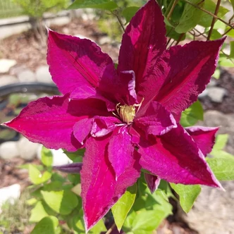 Clematis 'Polonia Restituta' – Iszalag