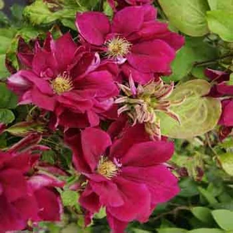 Clematis 'Red Star' – Iszalag (bíborpiros, szimpla)