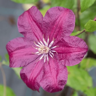 Clematis 'Rouge Cardinal' - Bíborpiros iszalag Clematis 'Rouge Cardinal' - Bíborpiros iszalag