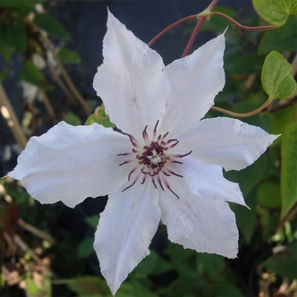 Clematis 'Snow Queen' – Iszalag
