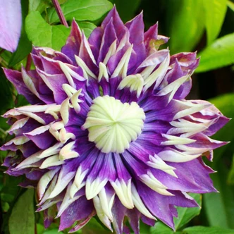 Clematis 'Taiga'® – Iszalag