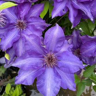 Clematis 'The President' - Kék iszalag Clematis 'The President' - Kék iszalag