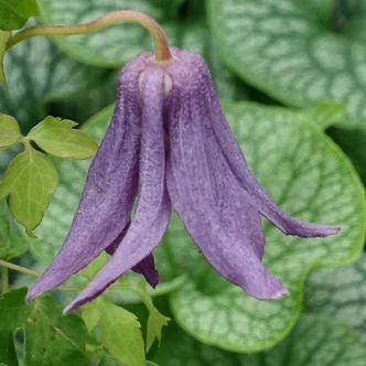 Clematis 'Violet Lampion (Orion)' – Iszalag