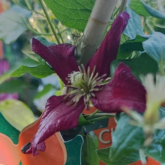 Clematis 'Vitwesster' – Iszalag