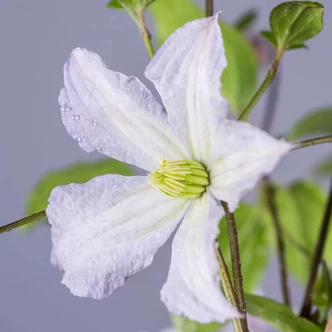 Clematis 'White Prince Charles' – Iszalag
