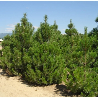 Pinus nigra – Feketefenyő