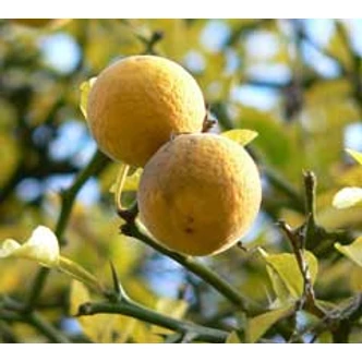 Poncirus trifoliata - Vadcitrom