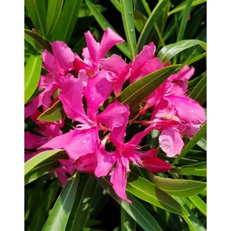 Nerium oleander 'Rubylace' – Szimpla virágú leander Nerium oleander 'Rubylace' – Szimpla virágú leander