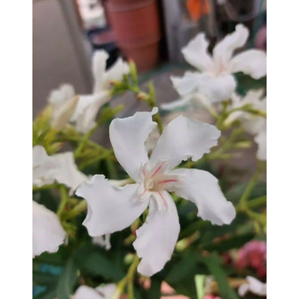 Nerium oleander 'Lujzi' – Szimpla virágú leander