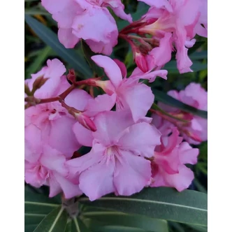 Nerium oleander 'Mrs. Eugenia Fowler' – Leander (rózsaszín, telt)