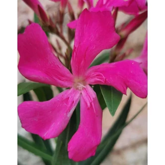 Nerium oleander 'Luna' – Szimpla virágú leander