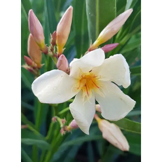Nerium oleander 'Mézes-Krémes' – Szimpla virágú leander