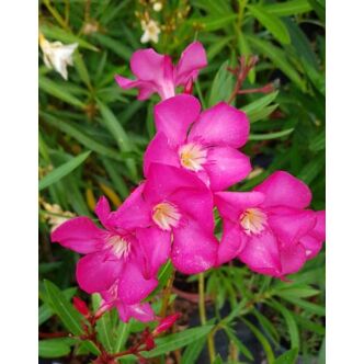 Nerium oleander 'Magenta' – Szimpla virágú leander