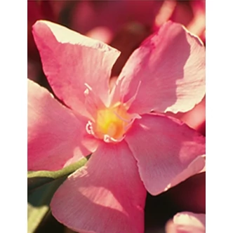 Nerium oleander - Lazacszínű, nagyvirágú leander