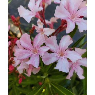 Nerium oleander 'Martha Hanna Hensley' – Szimpla virágú leander