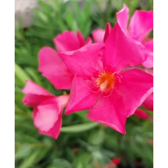 Nerium oleander 'Meteor' – Szimpla virágú leander Nerium oleander 'Meteor' – Szimpla virágú leander