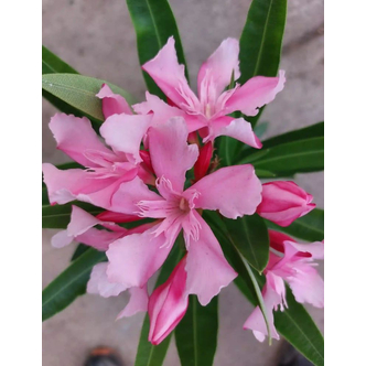 Nerium oleander 'Szerafina' – Szimpla virágú leander