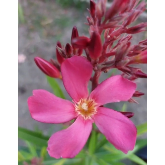 Nerium oleander 'Magic' – Szimpla virágú leander