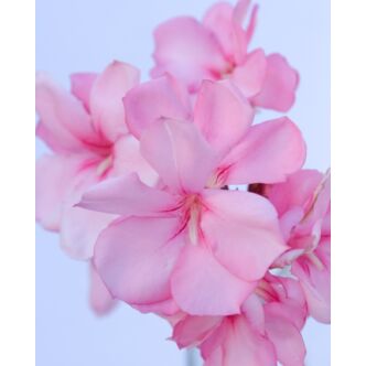Nerium oleander - Halvány rózsaszín, piros szélű, fél-teltvirágú leander