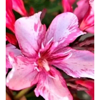 Nerium oleander 'Rómeó' – Szimpla virágú leander
