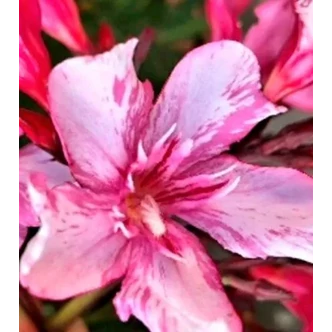 Nerium oleander 'Rómeó' – Szimpla virágú leander Nerium oleander 'Rómeó' – Szimpla virágú leander