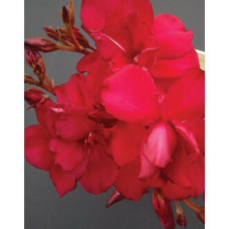 Nerium oleander - Sötét piros, teltvirágú leander