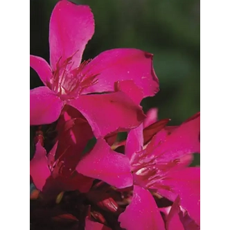 Nerium oleander 'Ariel' – Szimpla virágú leander
