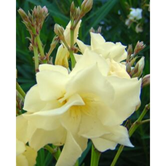 Nerium oleander 'Luteum plenum' - Sárga, teltvirágú, télálló leander