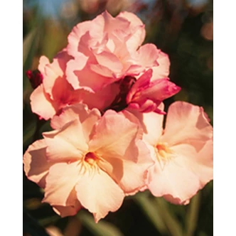 Nerium oleander 'Provence' (syn.: 'Souvenier de Michel') - Télálló leander (barackrózsaszín, telt)