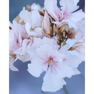 Nerium oleander - Mandulaszínű, teltvirágú leander