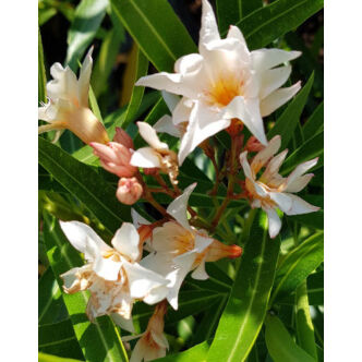 Nerium oleander 'Főnix' – Szimpla virágú leander