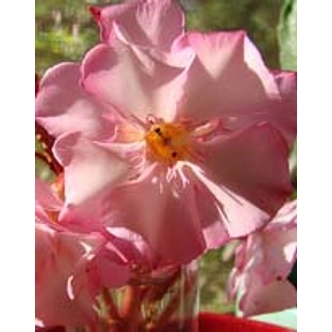 Nerium oleander 'Adonis' – Telt virágú leander