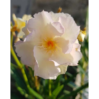 Nerium oleander 'Rózsás Luteum Plenum' – Telt virágú télálló leander