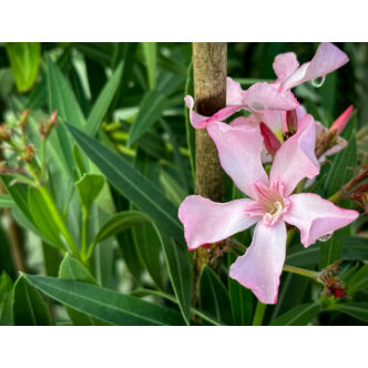Nerium oleander 'Atlas Nain de Tidili' - Télálló rózsaszín leander