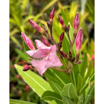 Nerium oleander 'Barcelona' – Leander (lila, szimpla)