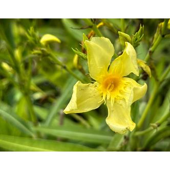 Nerium oleander 'Marie Gambetta' - Sárga virágú leander