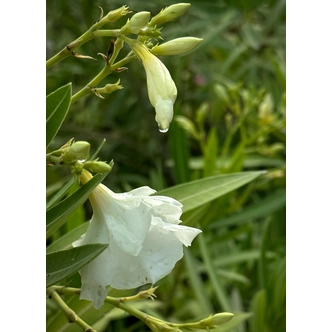 Nerium oleander 'Mont Blanc' - Fehér, teltvirágú leander
