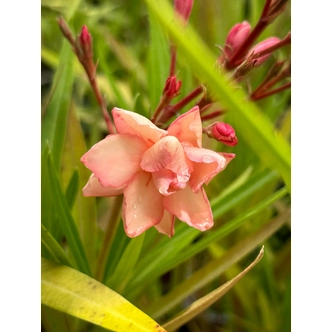 Nerium oleander 'Mrs. Roeding' – Rózsaszín-baracksárga, teltvirágú leander