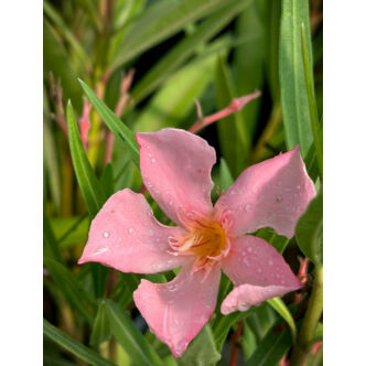 Nerium oleander 'Salmone' - Lazacszínű leander