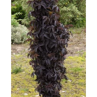 Sambucus nigra 'Black Tower' - Oszlopos bordó levelű bodza