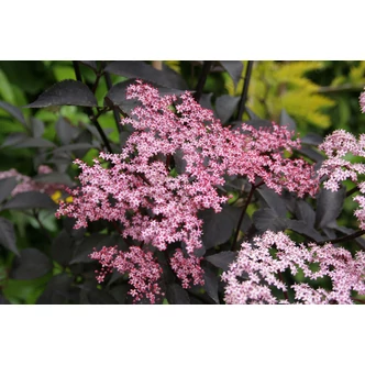Sambucus nigra 'Black Beauty' (syn.: 'Gerda PBR') - Vöröslombú bodza
